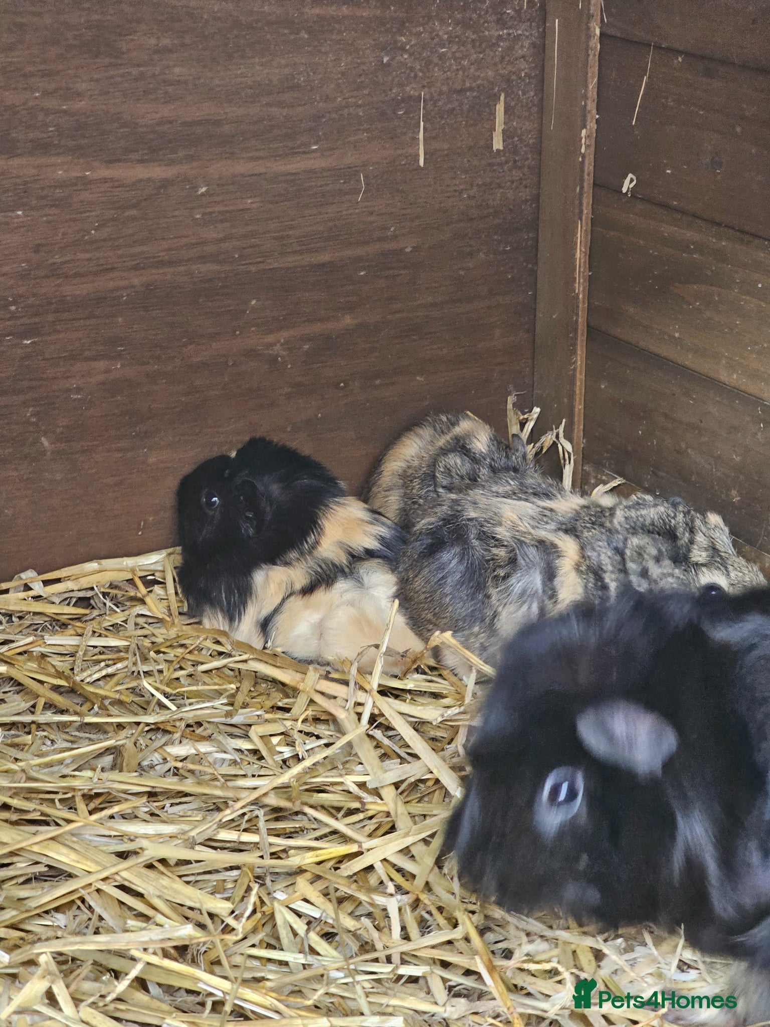 Guinea Pig rodents Guinea pigs need  good homes  - Advert 1