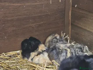 Guinea Pig rodents for sale: Guinea pigs need good homes - Advert 2