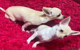 Chihuahua dogs for sale: 3 small chihuahua puppies  - Image 5