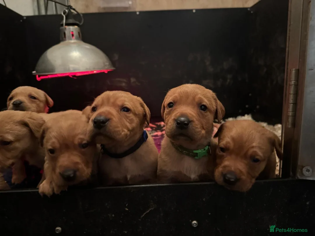 Labrador Retriever dogs for sale: Fox red Labrador Puppies  - Advert 7