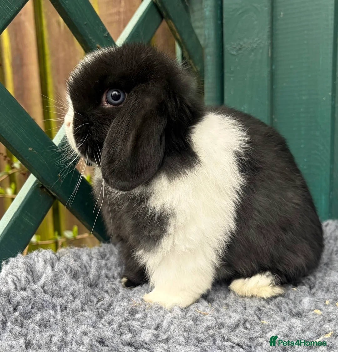 Mini Lop rabbits for sale: Mini Lops - Advert 26