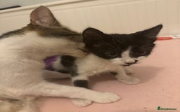 Mixed Breed cats for sale: Female Kitten needing a home as soon as possible - Image 3