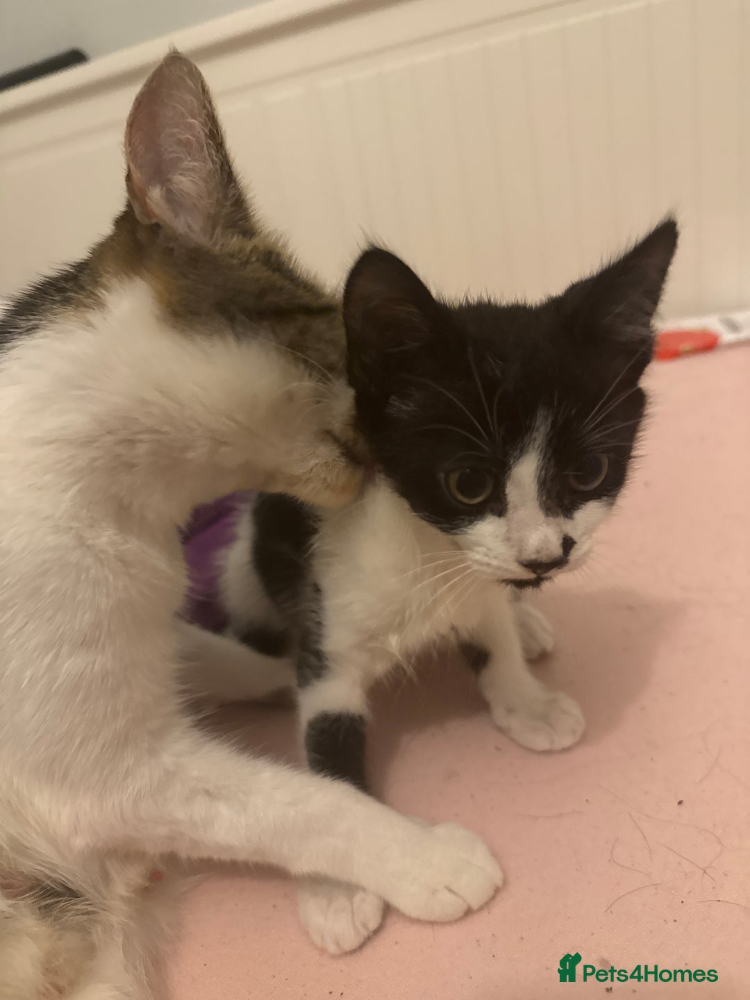 Mixed Breed cats for sale: Female Kitten needing a home as soon as possible - Image 3