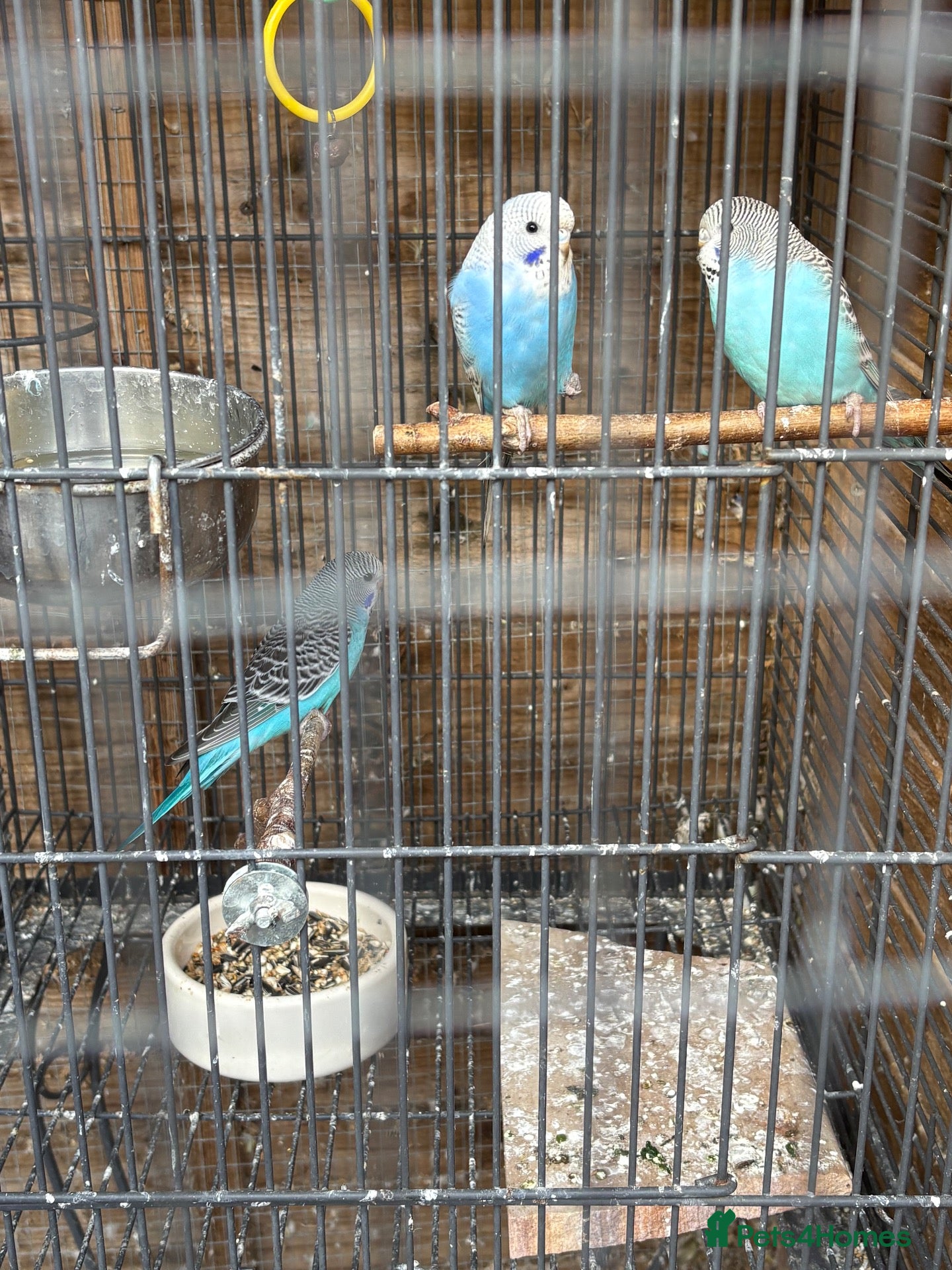 Budgerigars birds Budgie chicks  - Advert 16