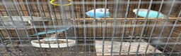 Budgerigars birds for sale: Budgie chicks  - Advert 1