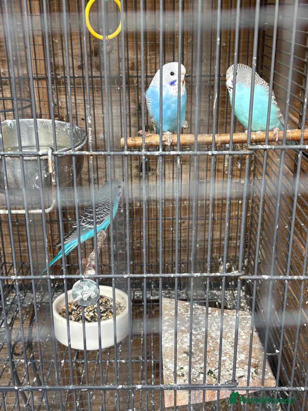 Budgerigars birds for sale: Budgie chicks  - Advert 1