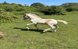 Welsh Section D horses for sale: Lemon and white colt foal  - Image 4