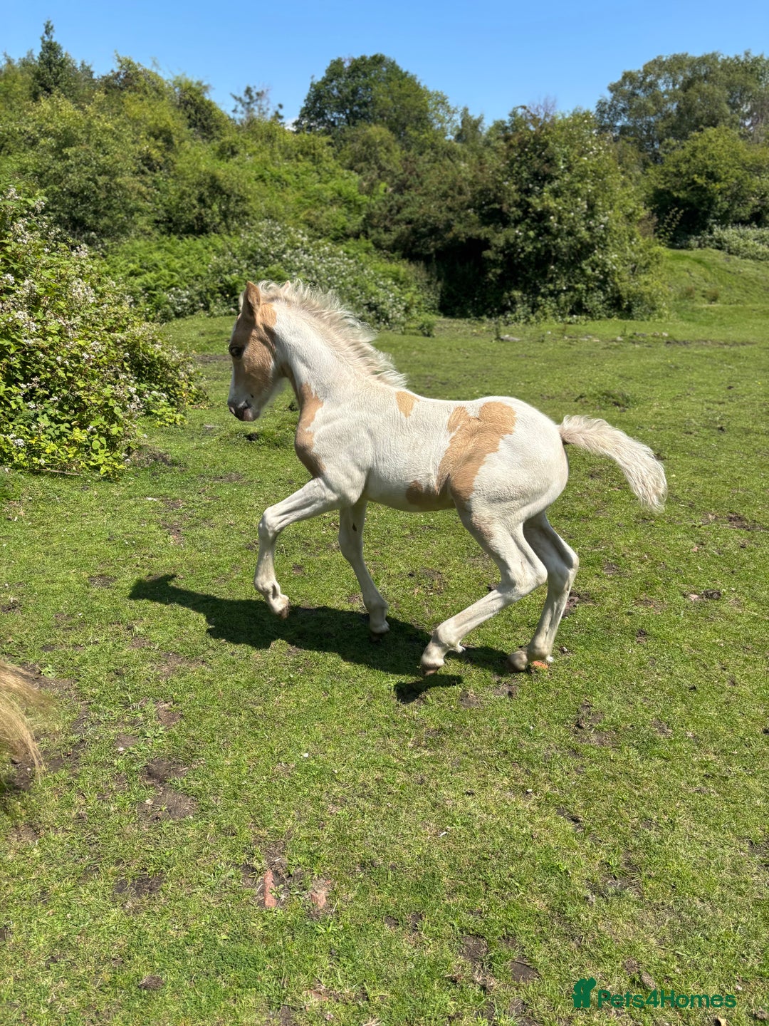 Welsh Section D horses for sale: Lemon and white colt foal  - Image 4