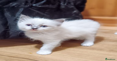 Ragdoll cats - Advert 16
