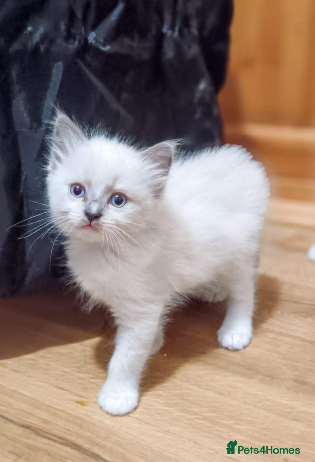 Ragdoll cats for sale: Ragdoll kittens - loving, playful, dog confident - Image 3