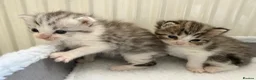 Persian cats for sale: Adorable Persian chinchilla mixed kittens  in Luton - Advert 7