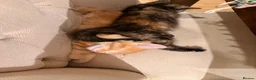 Maine Coon cats for sale: 1/2 Maine coon kittens ❤️ - Advert 14