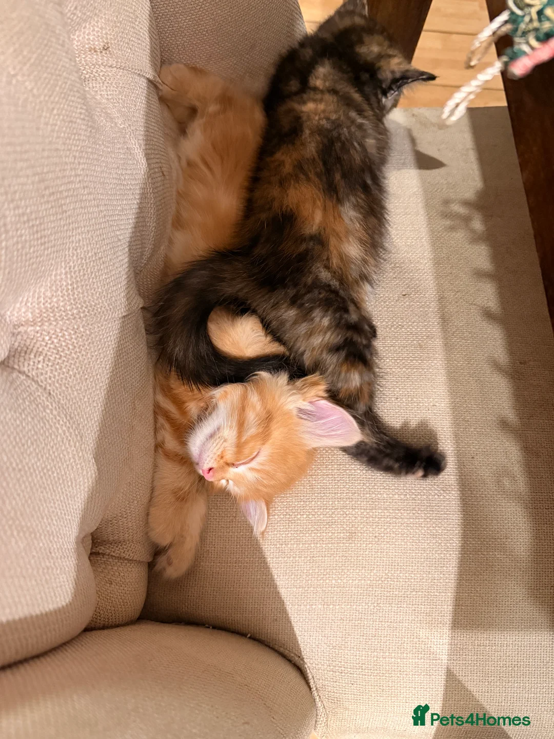 Maine Coon cats for sale: 1/2 Maine coon kittens ❤️ - Advert 14