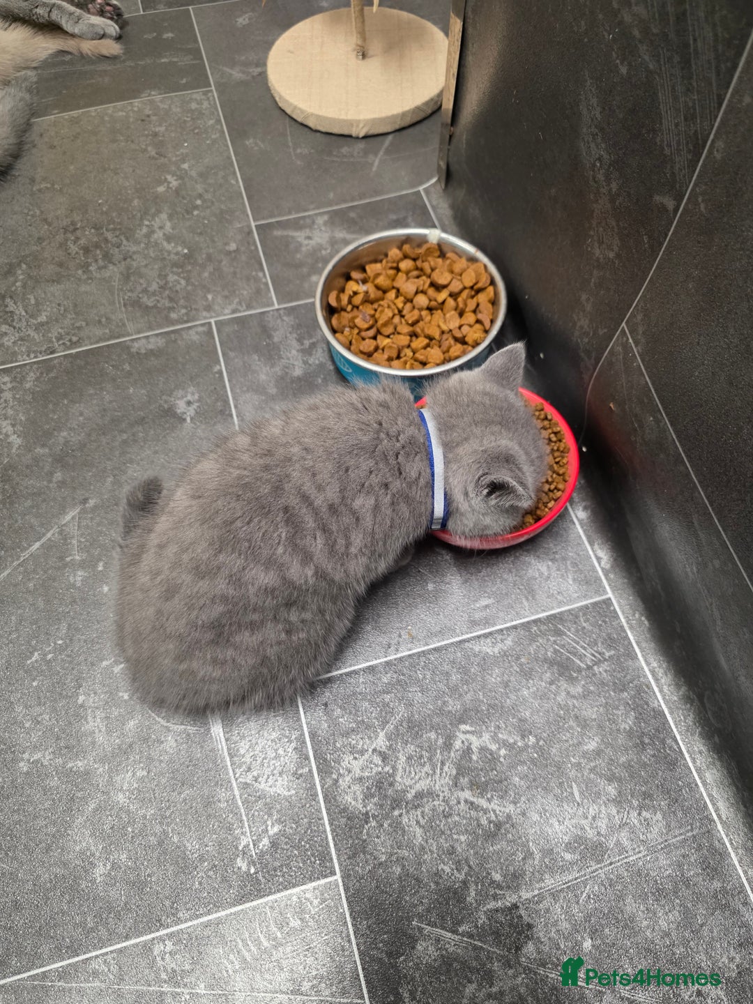British Shorthair cats for sale: Cute British Shorthair Kittens Ready for go - Image 14