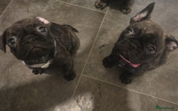 Frug dogs for sale: Two ten week old female frugs for sale - Image 1