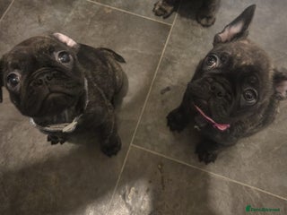 Frug dogs - Advert 17