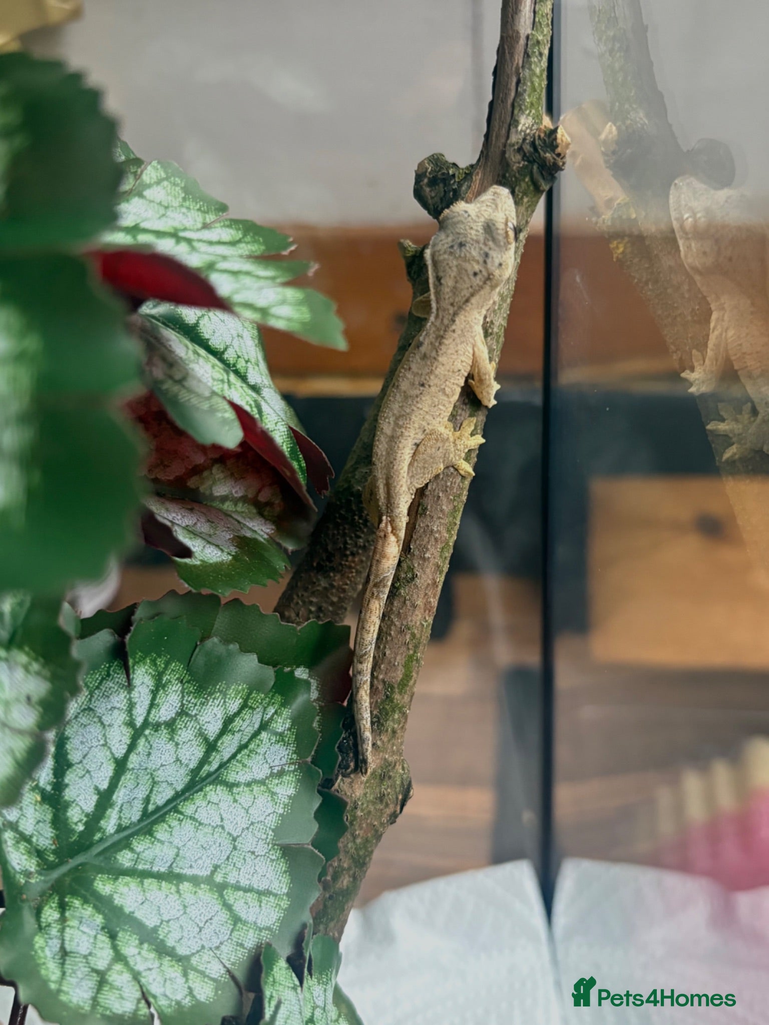 Gecko reptiles Crested geckos for sale🦎 - Advert 1