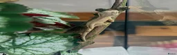 Gecko reptiles for sale: Crested geckos for sale🦎 - Advert 1