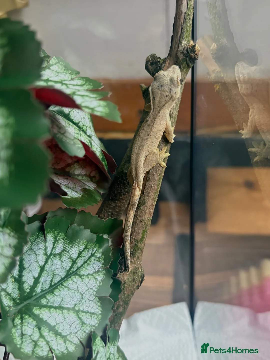Gecko reptiles for sale: Crested geckos for sale🦎 - Advert 1