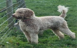 Mixed Breed dogs for sale: GORGEOUS ROTTLE PUPPIES - Image 14