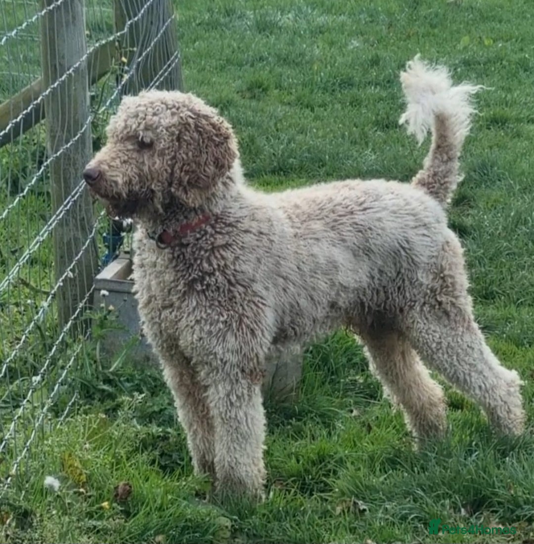 Mixed Breed dogs for sale: GORGEOUS ROTTLE PUPPIES - Image 14
