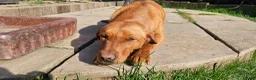 Labrador Retriever dogs for sale: 10 FOX RED KC LABS WITH HEALTH TESTED PARENTS - Advert 30