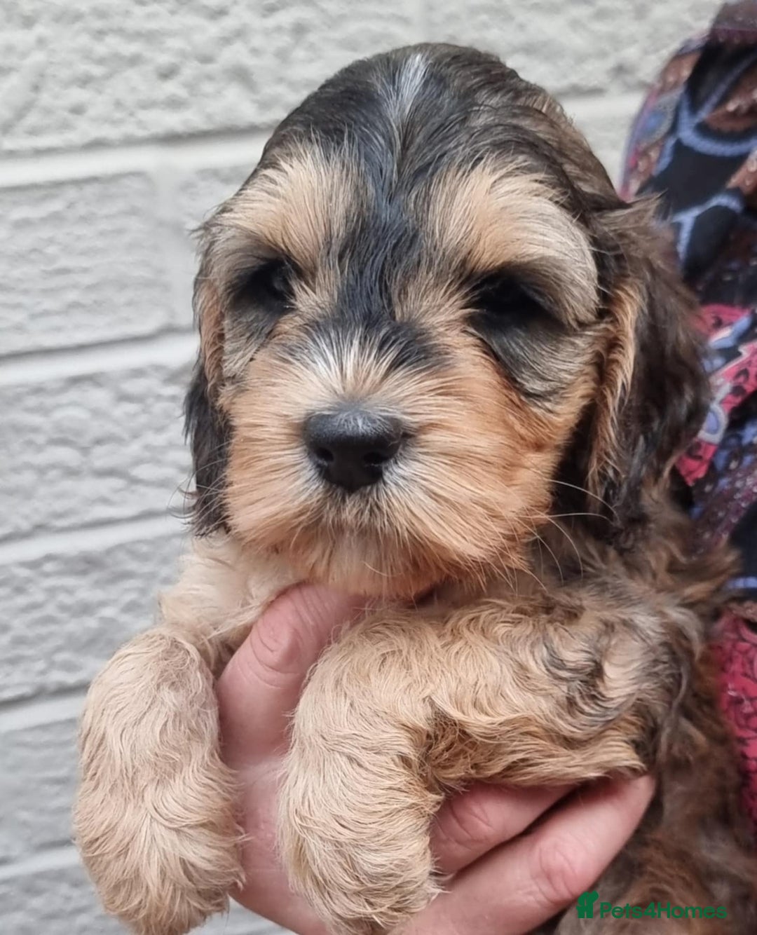 Cockapoo dogs for sale: Cockapoo's - Image 39