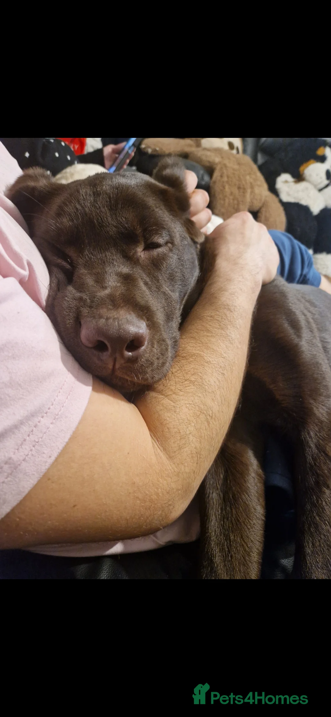 Labrador Retriever dogs for sale: Brown Labrador in Woodhall Spa - Advert 5