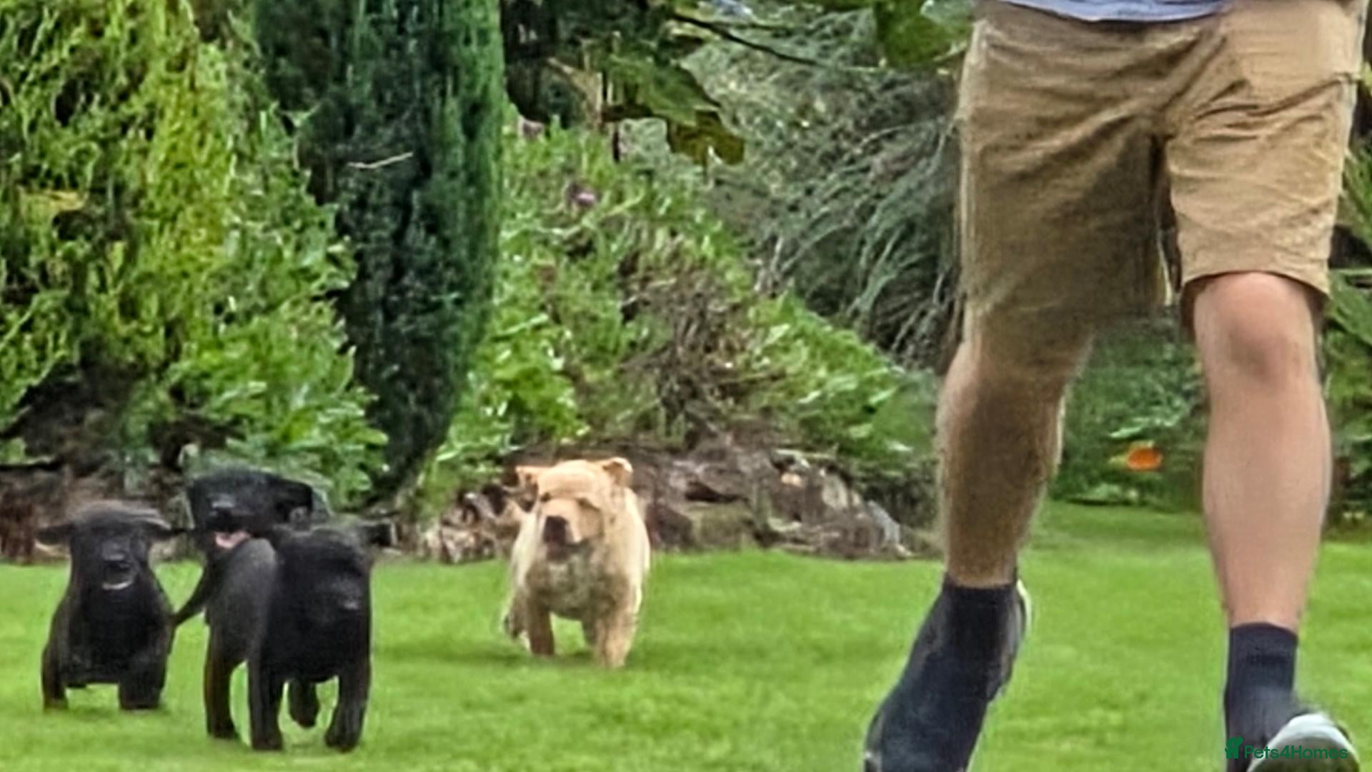 Labrador Retriever dogs  LAbrador Puppies For Sale - Advert 1