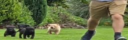 Labrador Retriever dogs for sale:  LAbrador Puppies For Sale - Advert 7