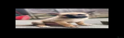 Belgian Shepherd Dog dogs for sale: Belgian Shepherd (Girl) Narla - Advert 3