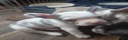French Bulldog dogs for sale: Stunning Husky Koi French Bulldog Litter - Advert 12