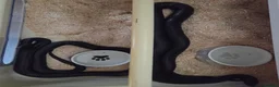 King Snake reptiles for sale: Prove pair Mexican black king snake - Advert 4