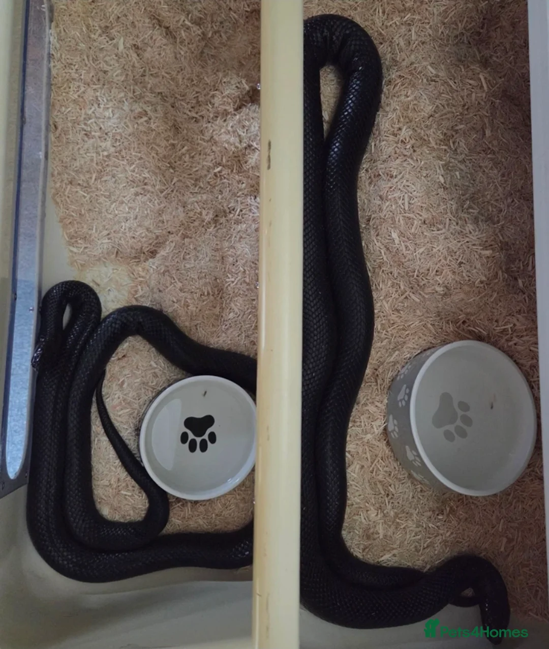 King Snake reptiles for sale: Prove pair Mexican black king snake - Advert 4