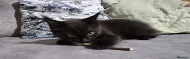 Solid black boy