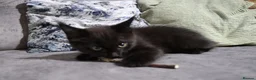 Maine Coon cats for sale: Gorgeous maine coon cross kittens - Advert 15
