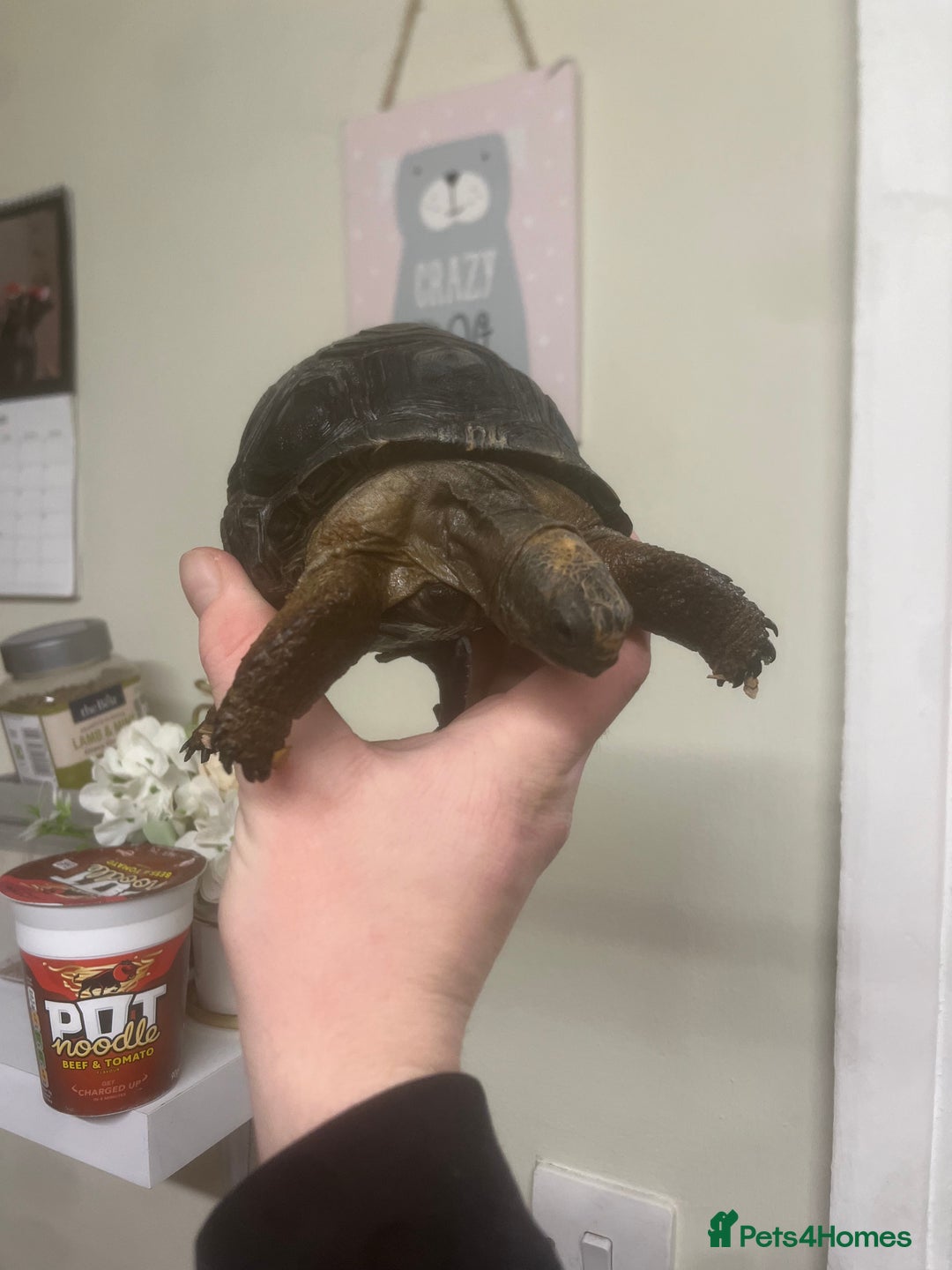 Tortoise reptiles for sale: Aldabra Tortoise - Advert 6