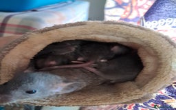 Rat rodents for sale: Mixed Litter for sale! - Image 4