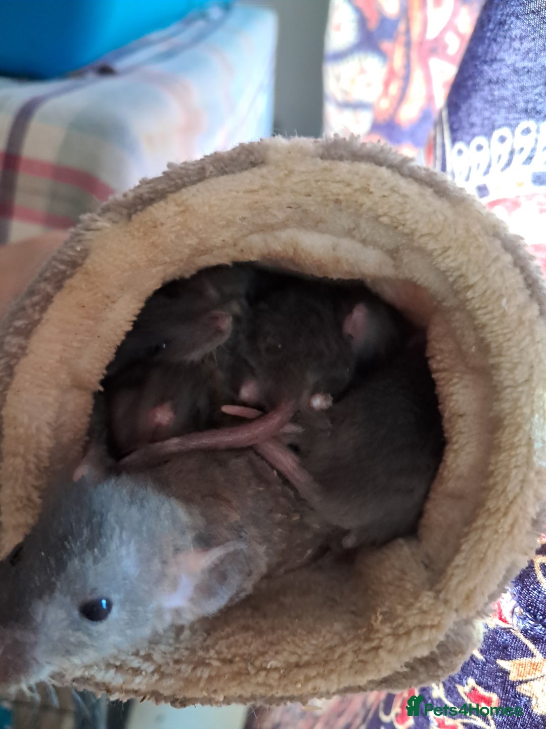 Rat rodents for sale: Mixed Litter for sale! - Image 4