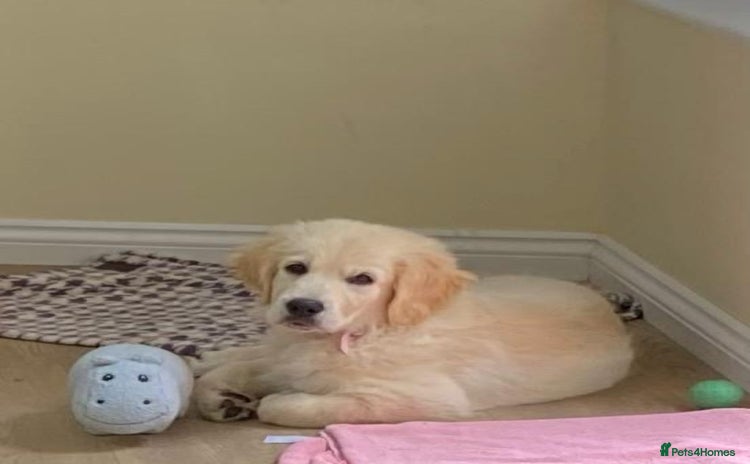 Golden Retriever dogs - Advert 10