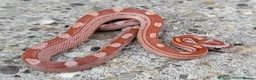 Corn Snake reptiles for sale: 2026 corn snakes - Advert 3