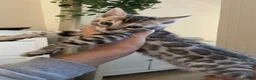 Bengal cats for sale: 🏆🤩Luxury Champion Pure Bengals🏆🤩 in Birmingham - Advert 9