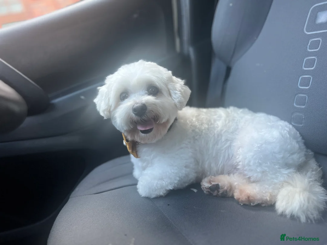 Cavachon dogs for sale: Loulou  - Advert 4
