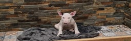 English Bull Terrier dogs for sale: Beautiful k.c reg bully pups  ready to go - Advert 23