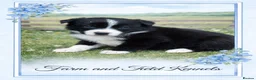 Border Collie dogs for sale: Gorgeous collie pups - various colours  - Advert 18