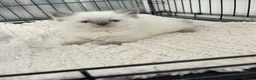 Ragdoll cats for sale: Kittens  - Advert 3