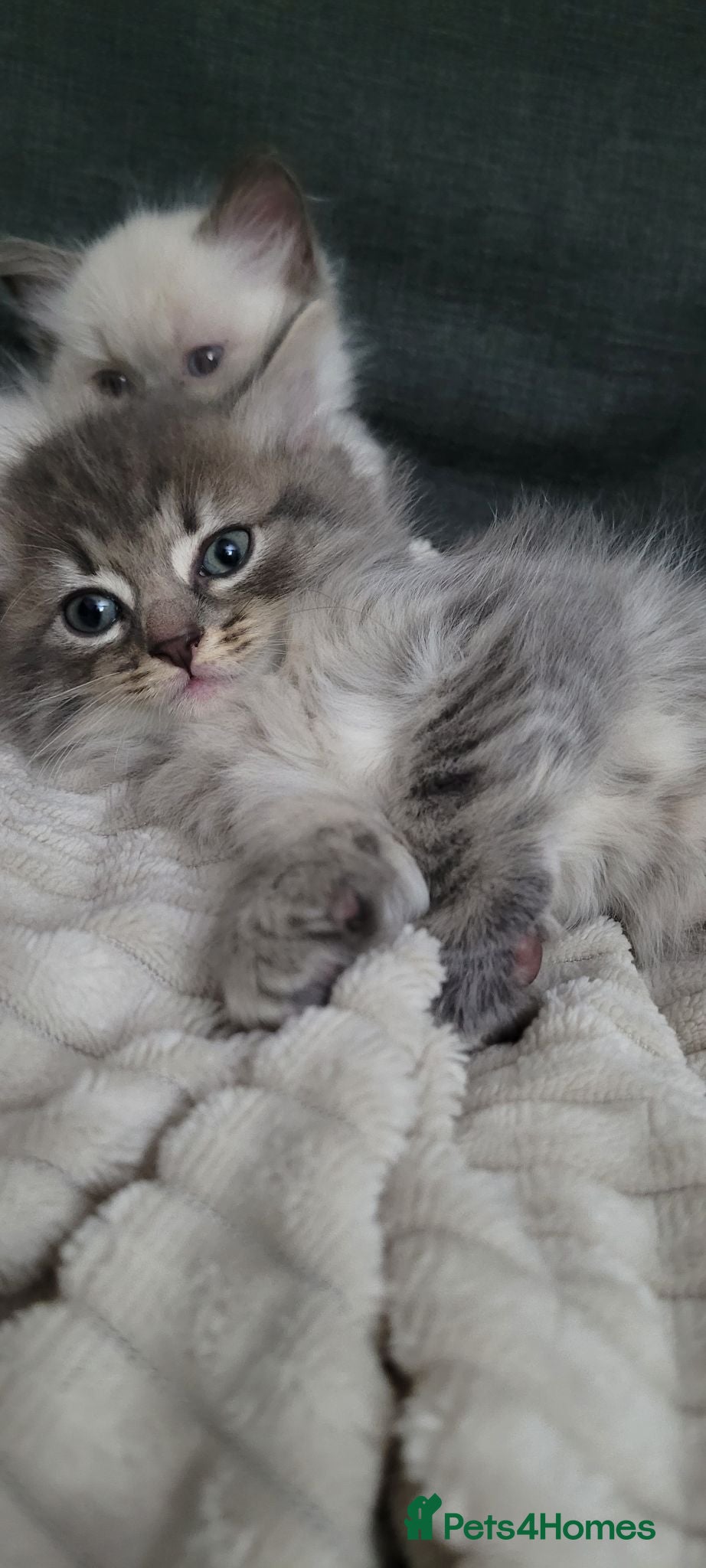 Mixed Breed cats Grey Tabby kitten - Advert 1