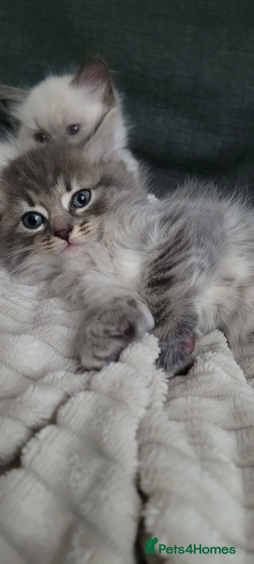 Mixed Breed cats for sale: Grey Tabby kitten - Advert 1