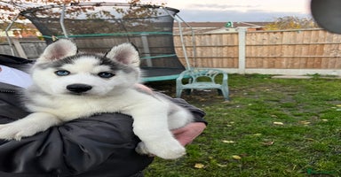 Siberian Husky dogs - Advert 12