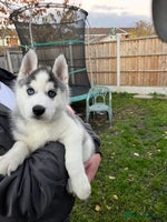 Siberian Husky dogs - Advert 9